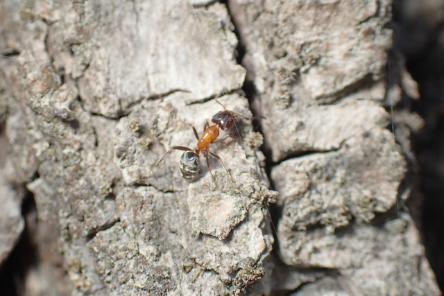 Liometopum microcephalum - tölgyfahangya