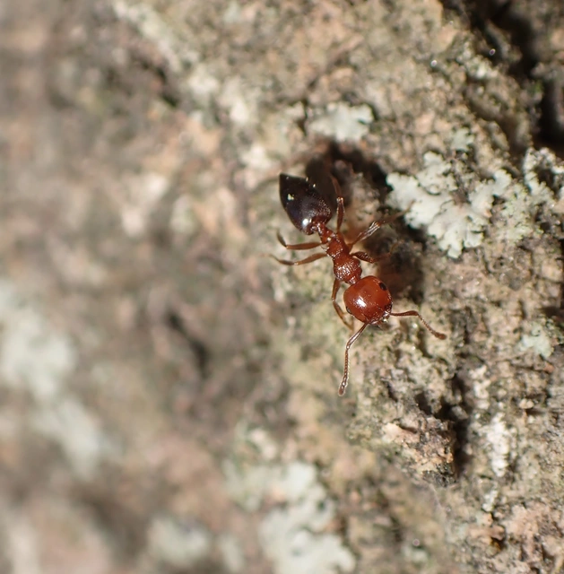 Crematogaster schmidti - vörös szívhangya