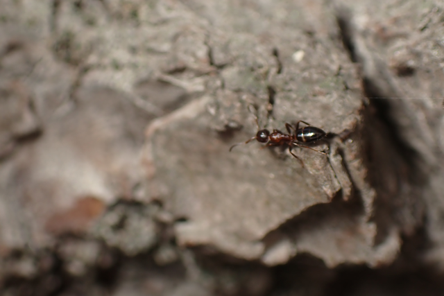 Colobopsis truncata - kapushangya