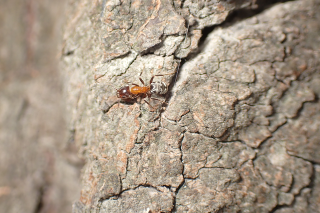 Liometopum microcephalum - tölgyfahangya