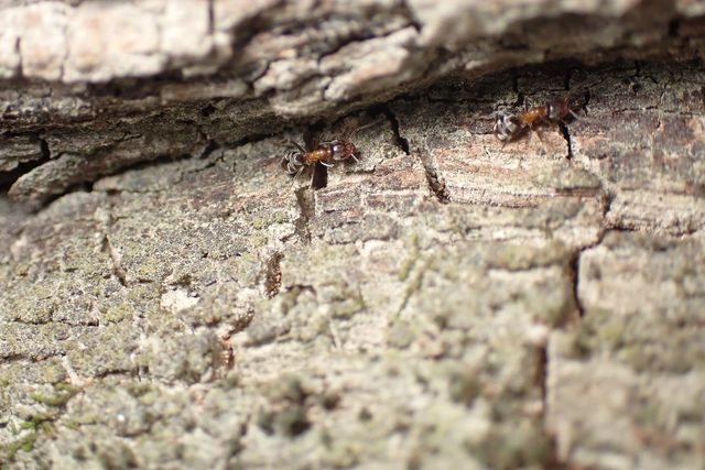 Liometopum microcephalum - tölgyfahangya
