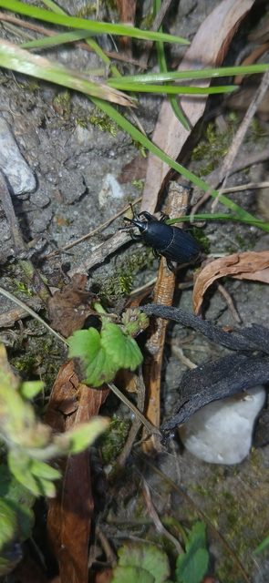Sphenophorus striatopunctatus - mezei zsuzsok