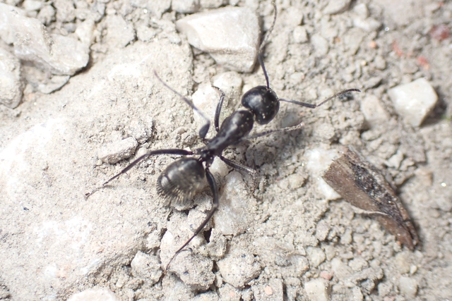 Camponotus vagus - fekete lóhangya