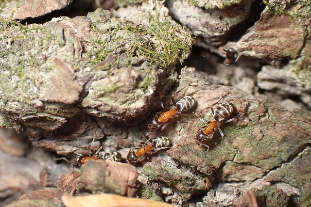 Liometopum microcephalum - tölgyfahangya