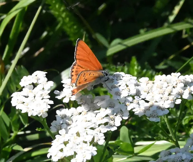 Lycaena thersamon - kis tűzlepke