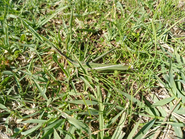 Acrida ungarica - sisakos sáska