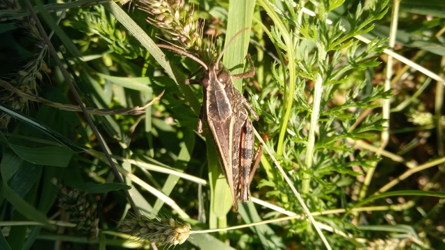 Calliptamus italicus - olaszsáska