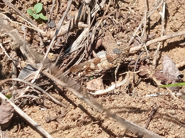 Oedipoda caerulescens - kékszárnyú sáska