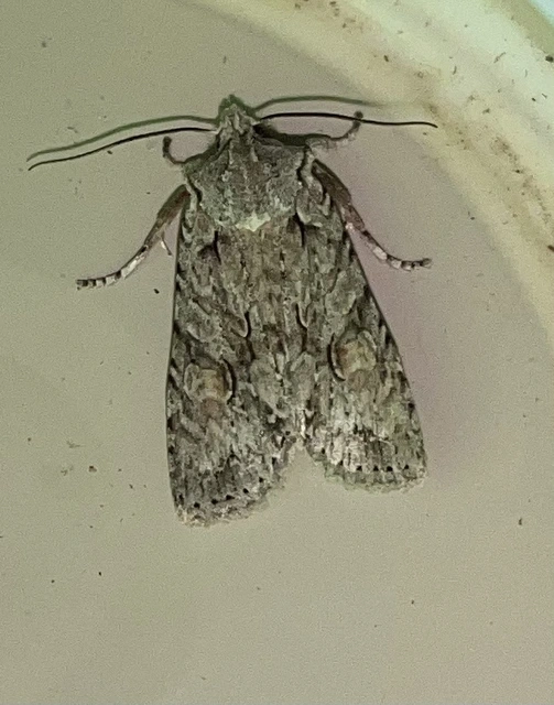 Lithophane ornitopus - közönséges fabagoly