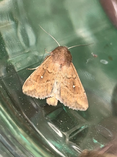Mythimna albipuncta - fehérpettyes rétibagoly