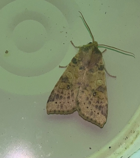 Cirrhia ocellaris - fakó sárgabagoly