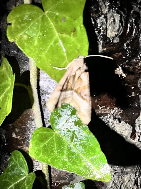 Phlogophora meticulosa - vándorló csipkésbagoly