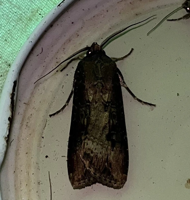 Agrotis ipsilon - nagy földibagoly