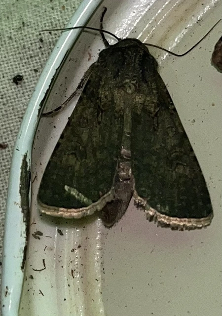Agrotis segetum - vetési földibagoly