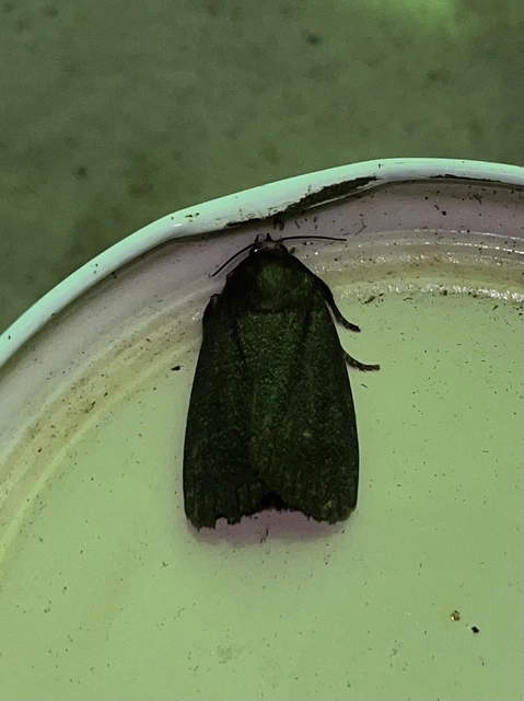 Amphipyra livida - zsírfényű bagoly