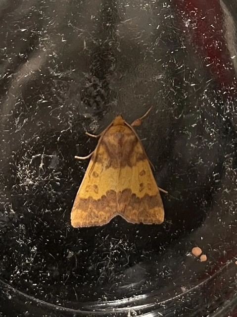 Tiliacea aurago - aranyló sárgabagoly