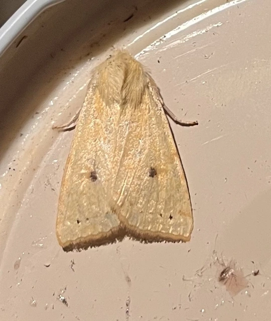 Cirrhia icteritia - nyárfa-sárgabagoly