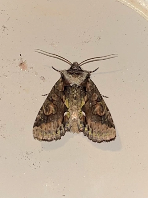 Allophyes oxyacanthae - galagonyabagoly