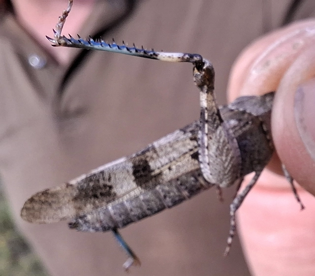 Oedipoda caerulescens - kékszárnyú sáska