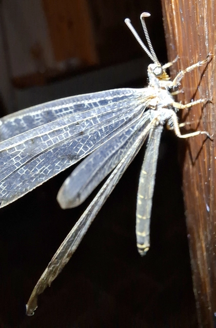 Distoleon tetragrammicus - négyfoltos hangyaleső