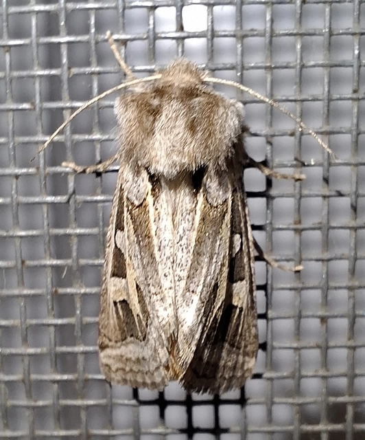 Episema glaucina - fogasjegyű liliombagoly