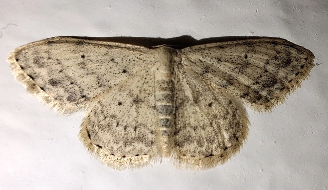 Scopula marginepunctata - pettyes sávosaraszoló