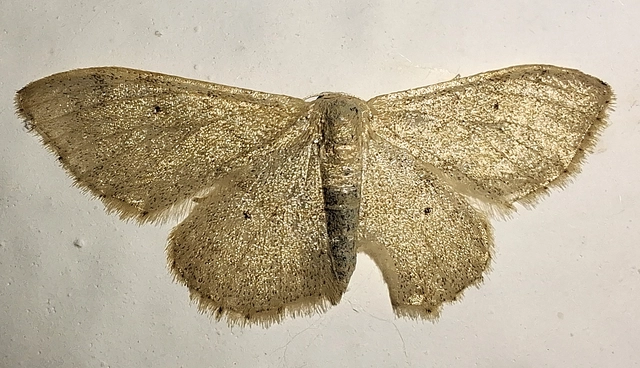 Idaea straminata - szalmasárga sávosaraszoló