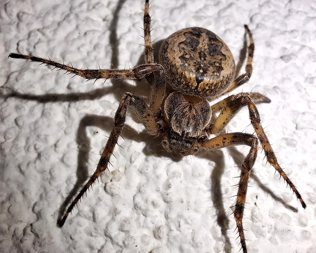 Larinioides ixobolus - ereszalji keresztespók