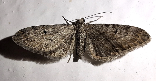 Eupithecia innotata - hegyesszárnyú törpearaszoló