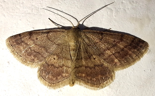Scopula rubiginata - réti pirosaraszoló