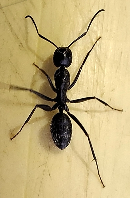 Camponotus vagus - fekete lóhangya