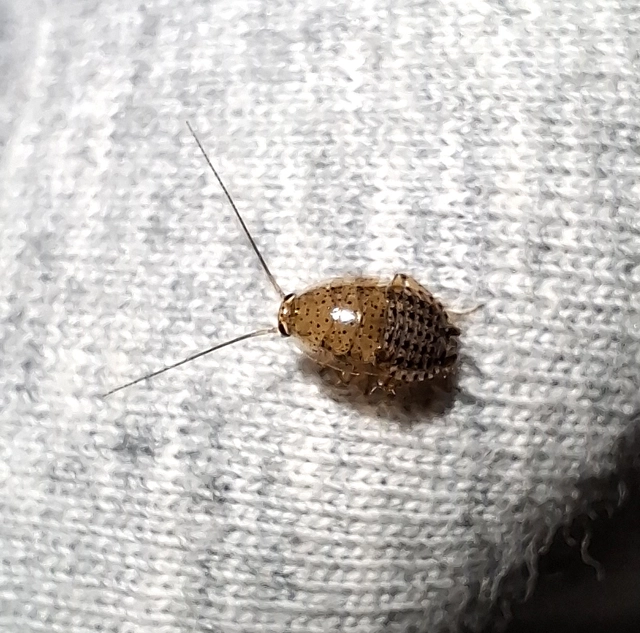 Blattodea - Csótányok