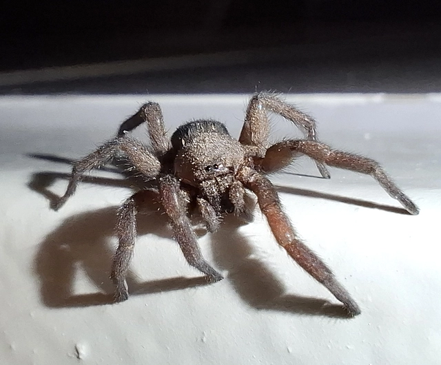 Scotophaeus