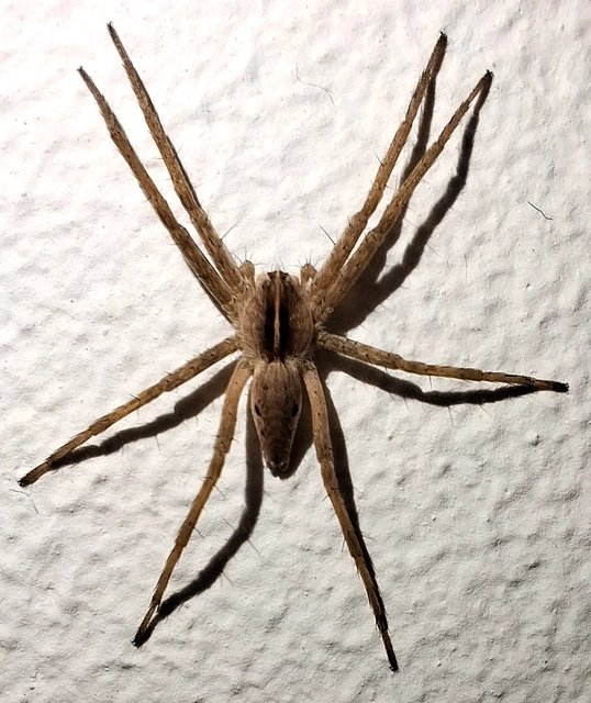 Pisaura mirabilis - csodáspók