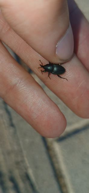 Sphenophorus striatopunctatus - mezei zsuzsok