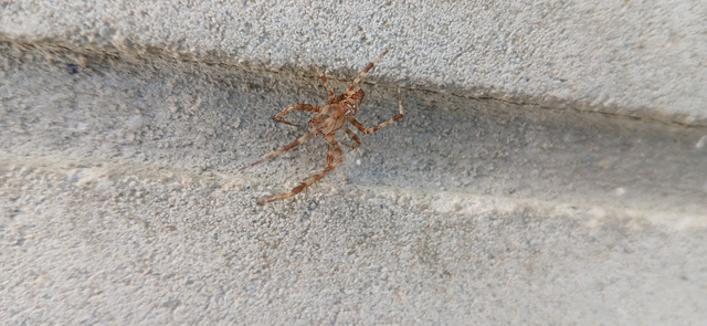 Araneus diadematus - koronás keresztespók