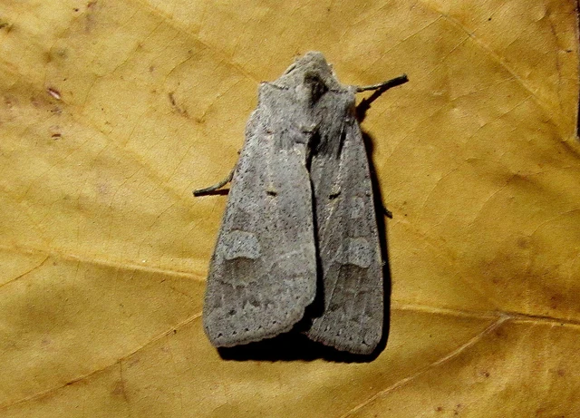 Ammoconia caecimacula - szürke őszibagoly