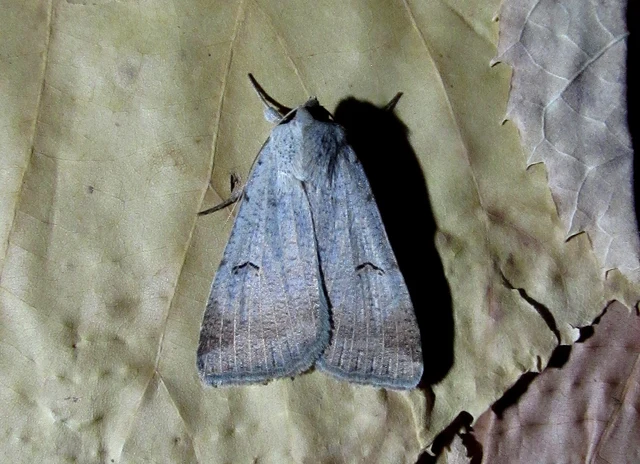 Lygephila craccae - gyakori csüdfűbagoly