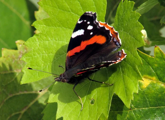 Vanessa atalanta - atalantalepke
