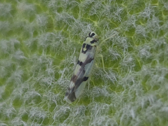 Eupteryx