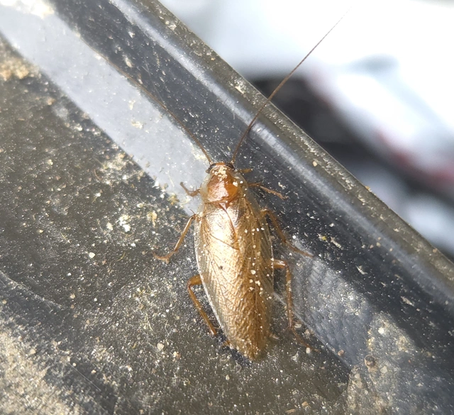 Blattodea - Csótányok
