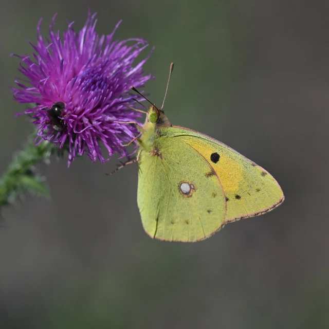 Colias croceus - sáfránylepke