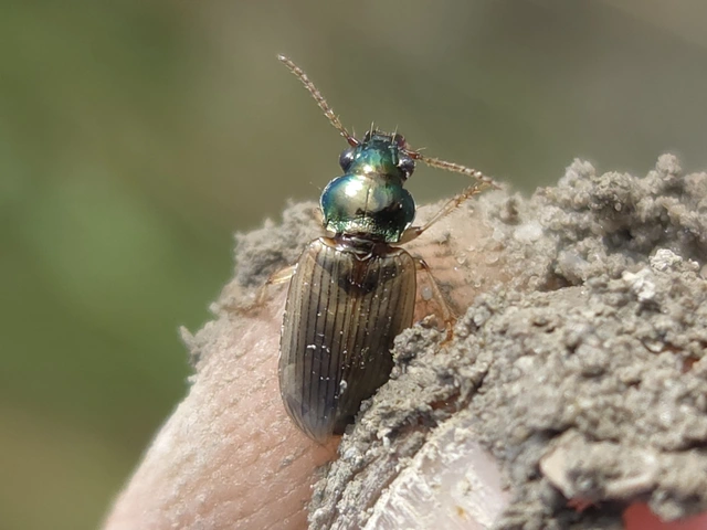 Pogonus luridipennis - pompás székifutonc