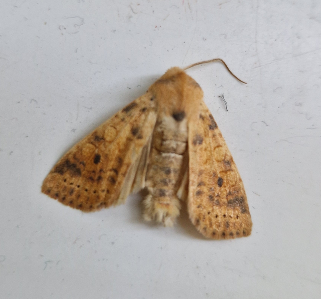 Cirrhia gilvago - foltos sárgabagoly