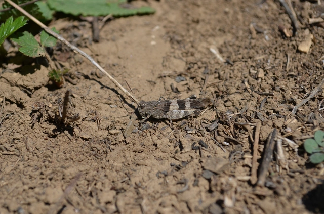 Oedipoda caerulescens - kékszárnyú sáska