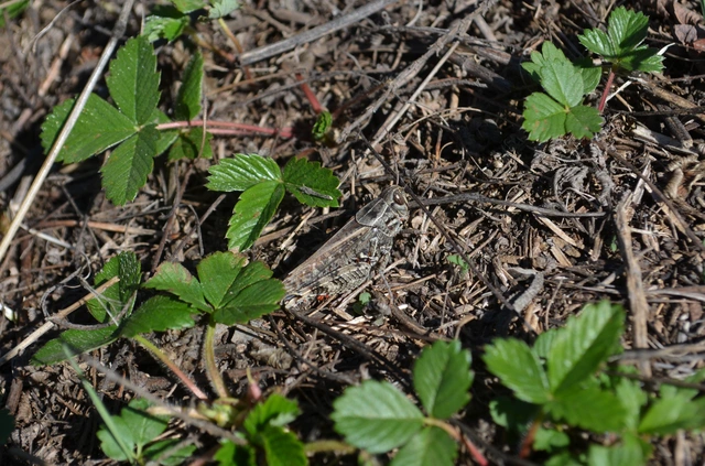 Calliptamus italicus - olaszsáska