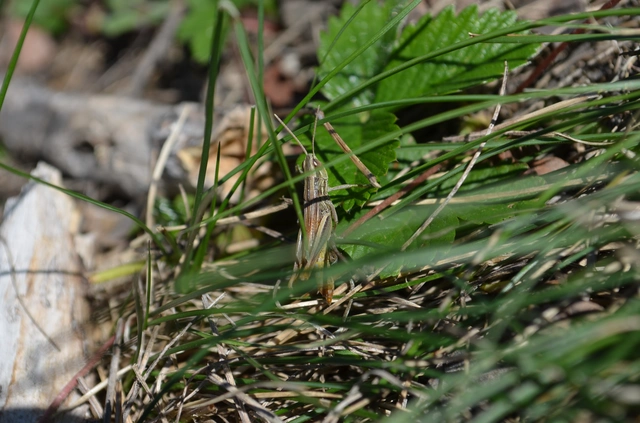 Euchorthippus declivus - rövidszárnyú rétisáska