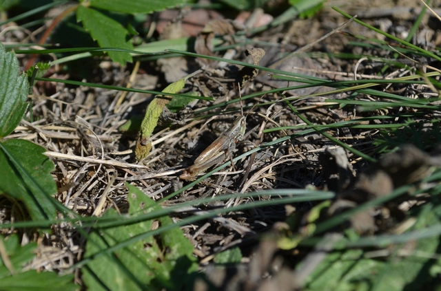 Euchorthippus declivus - rövidszárnyú rétisáska