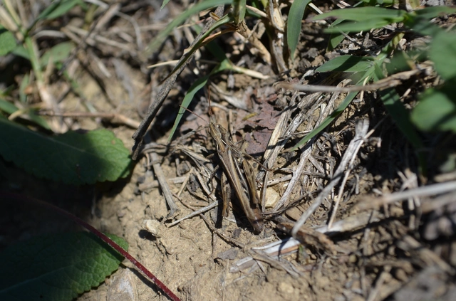 Chorthippus (Glyptobothrus) (subgenus)