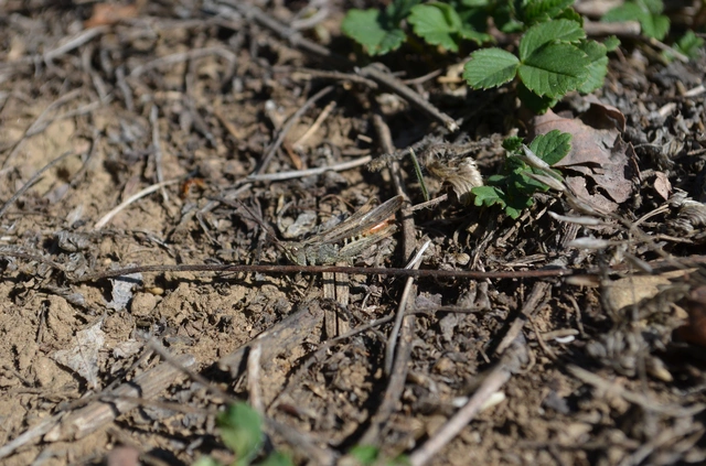Chorthippus (Glyptobothrus) (subgenus)